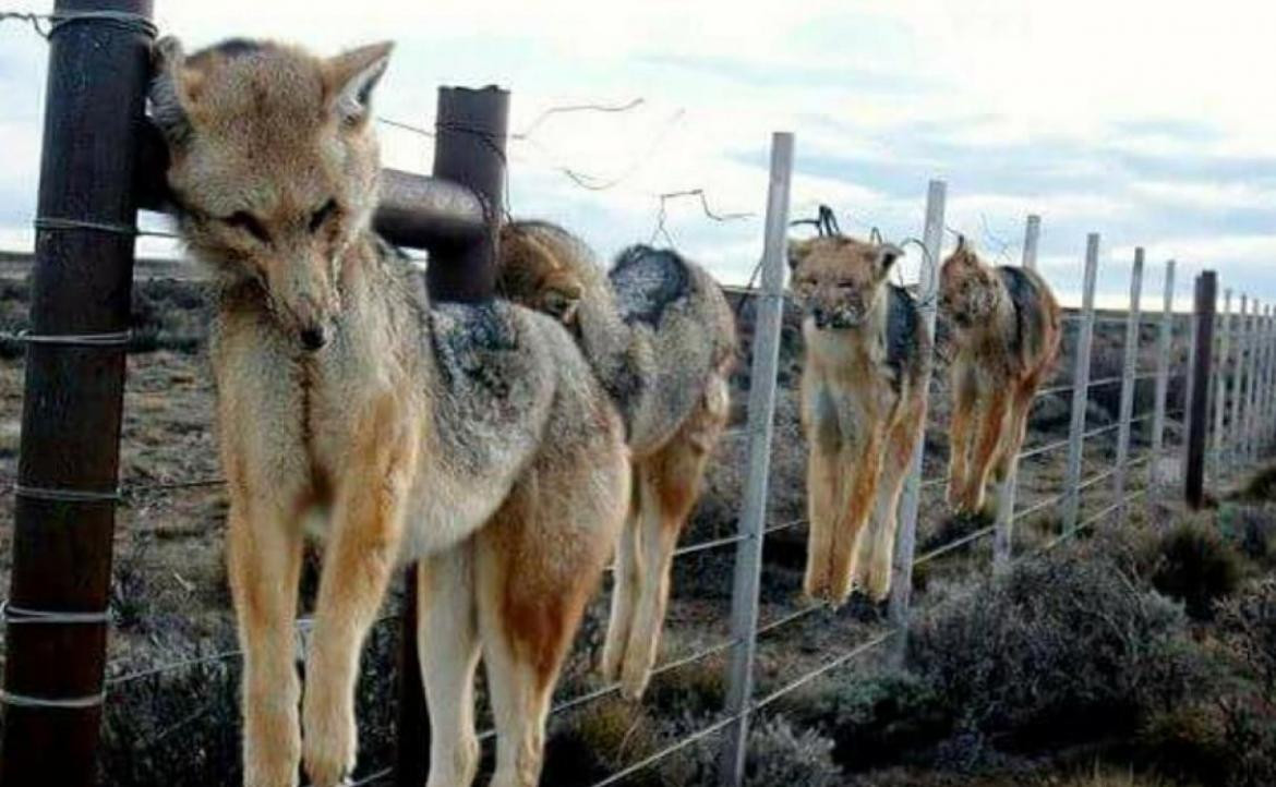 Caza de zorros en Neuquén