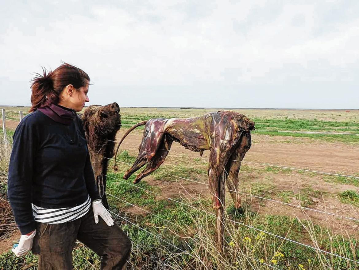 Caza de pumas en Neuquén aprobada por ley