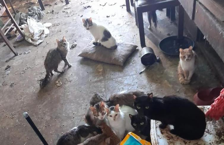 Casa abandonada con gatos y perros, La Plata