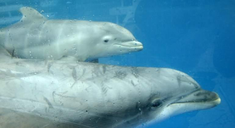 Delfines, Reuters