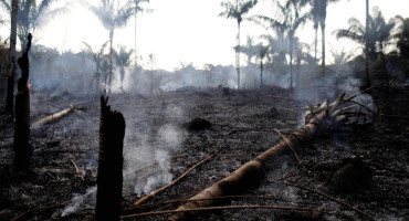 Alarmantes secuelas de los destrozos ambientales: en 36 años, Amazonía perdió un área equivalente a Chile
