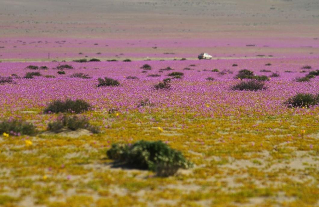 Desierto de Atacama, Chile, NA