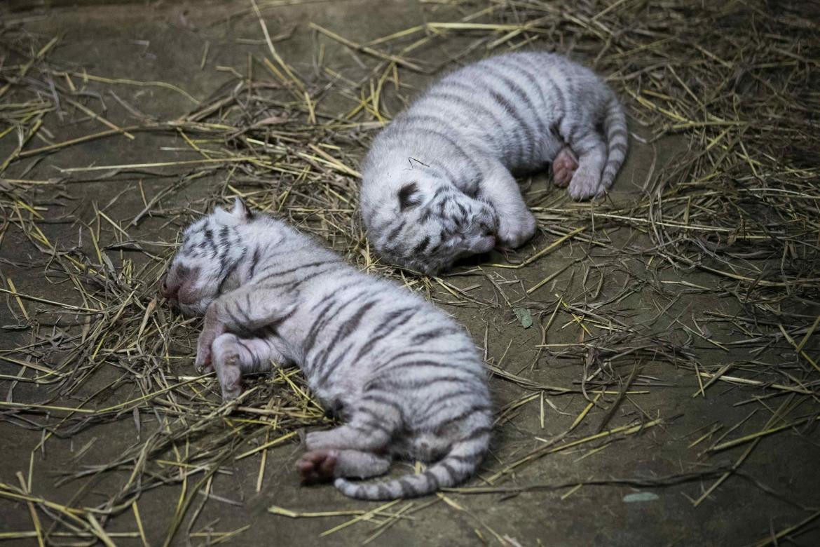 Nacen tres crías de tigre de bengala en el Zoo de Managua, EFE