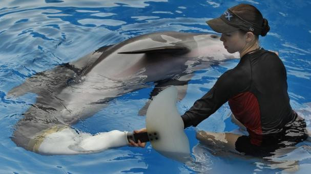 La delfín Winter estaba cuidada desde 2005 en el acuario Cleanwater de Florida