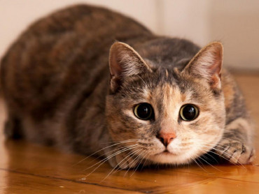 Un estudio aseguró que todos los gatos domésticos podrían tener rasgos psicopáticos