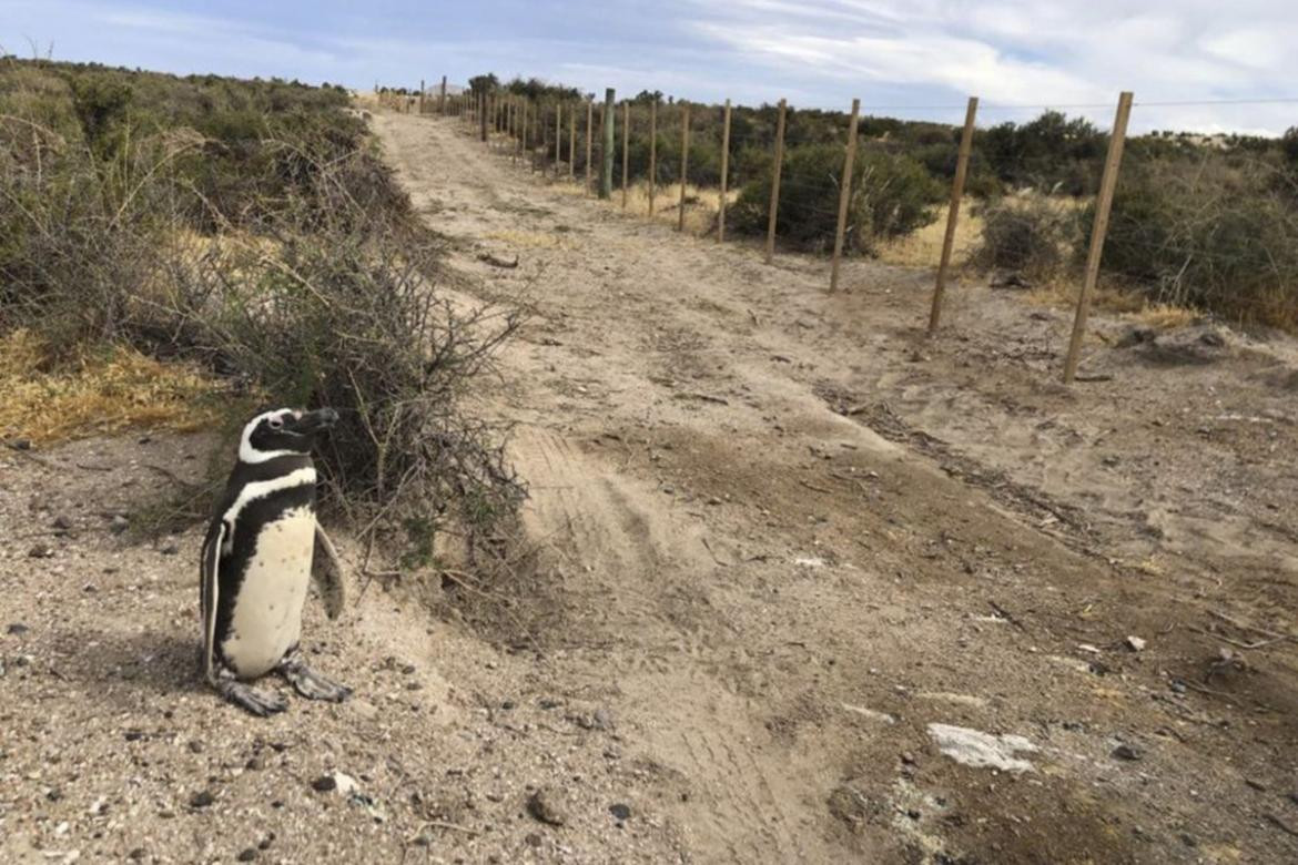 Matanza de Pingüinos en Chubut