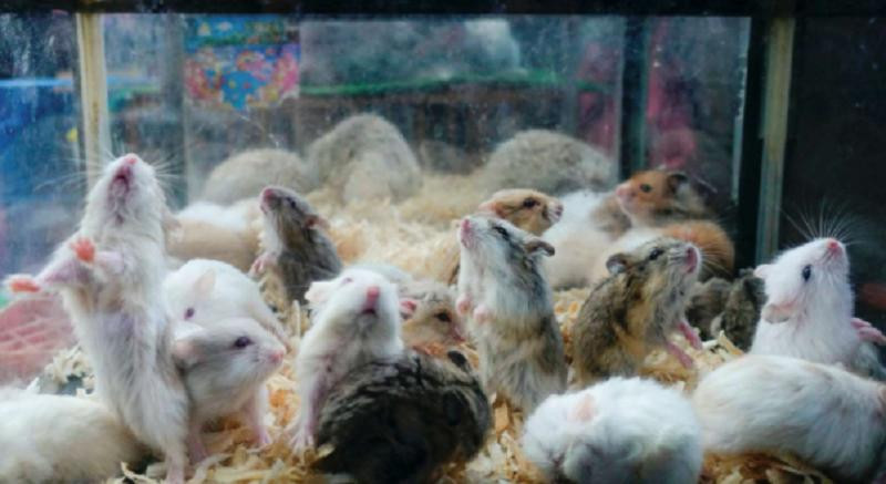 Hong Kong sacrificará a dos mil roedores importados de Europa