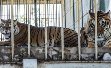 Tras 15 años abandonados en un vagón de San Luis, cuatro tigres serán trasladados a Sudáfrica
