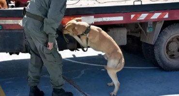 Un perro detectó en Salta más de media tonelada de cocaína camuflada en un camión grúa