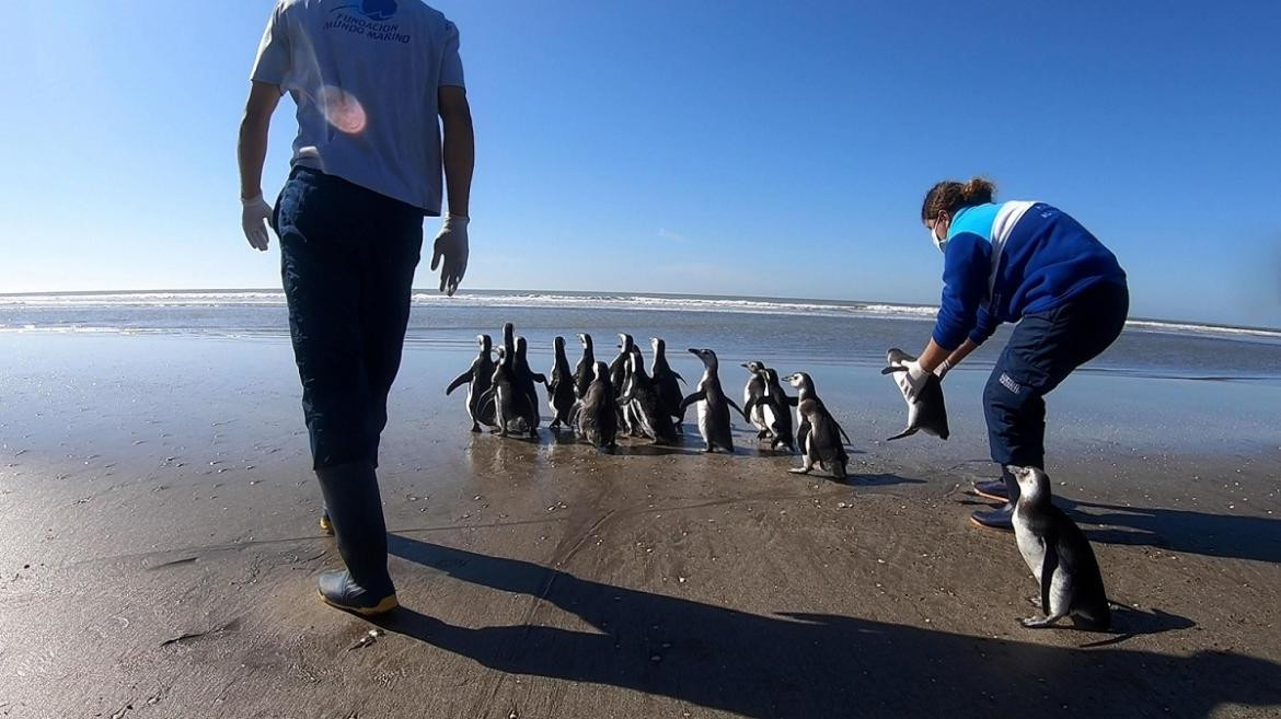 18 pingüinos hallados en estado de desnutrición regresaron al mar