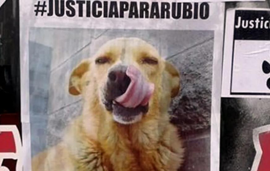 Rubio, perro asesinado en Mar del Tuyú.
