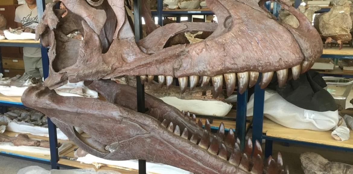 Meraxes Giga, esqueleto de dinosaurio hallado en Neuquén. Foto: Fundación Azara.