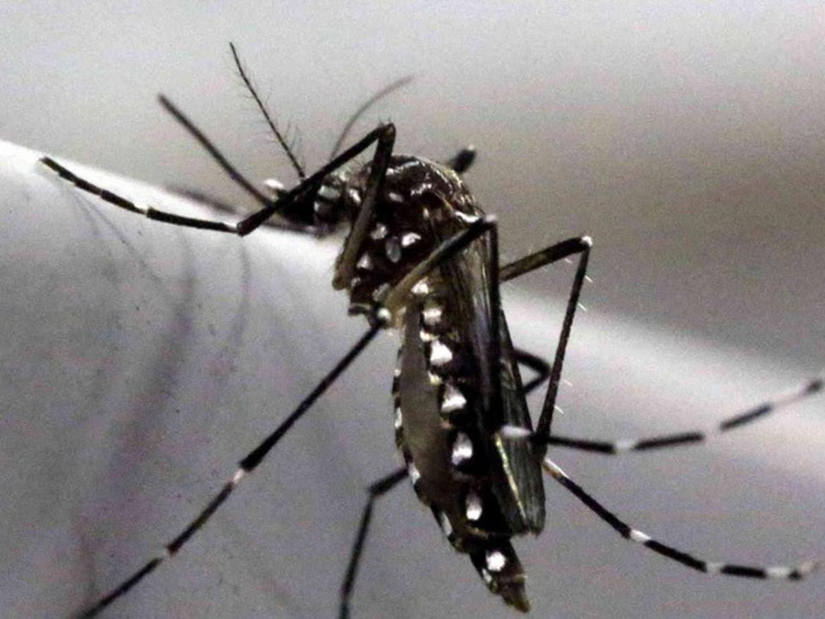 Mosquito transmisor del dengue. Foto: Reuters