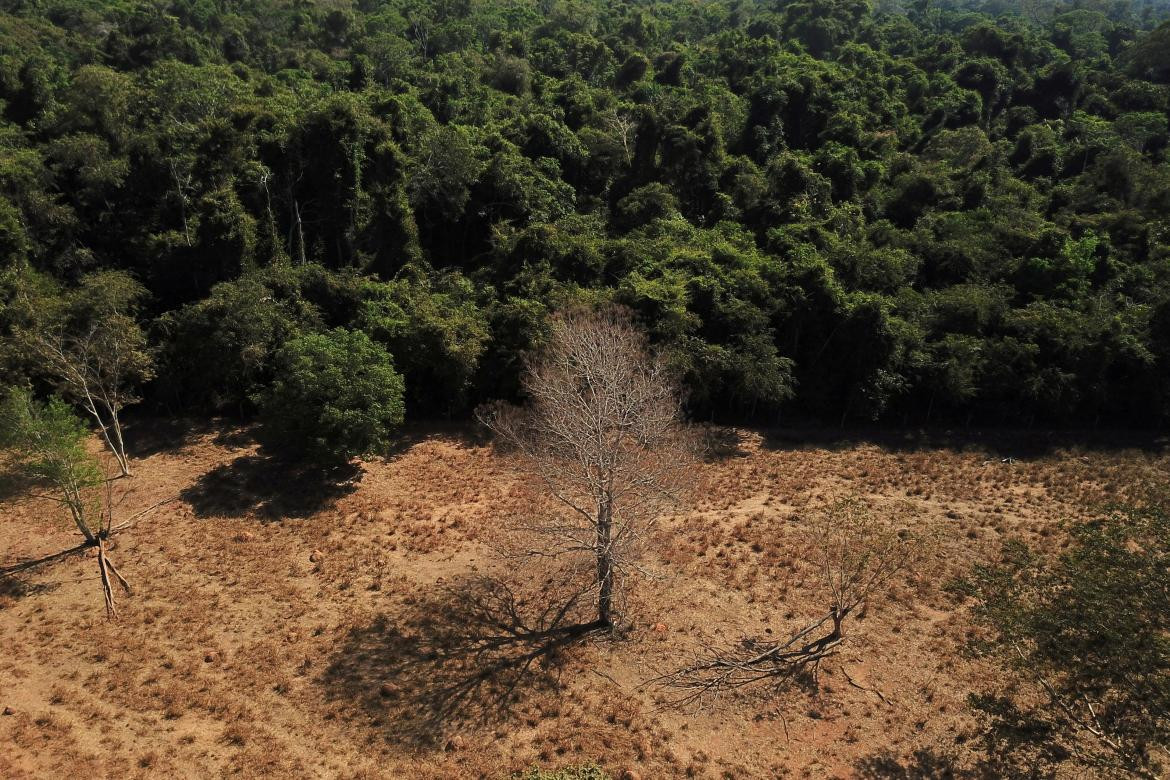 Deforestación. Foto: Reuters