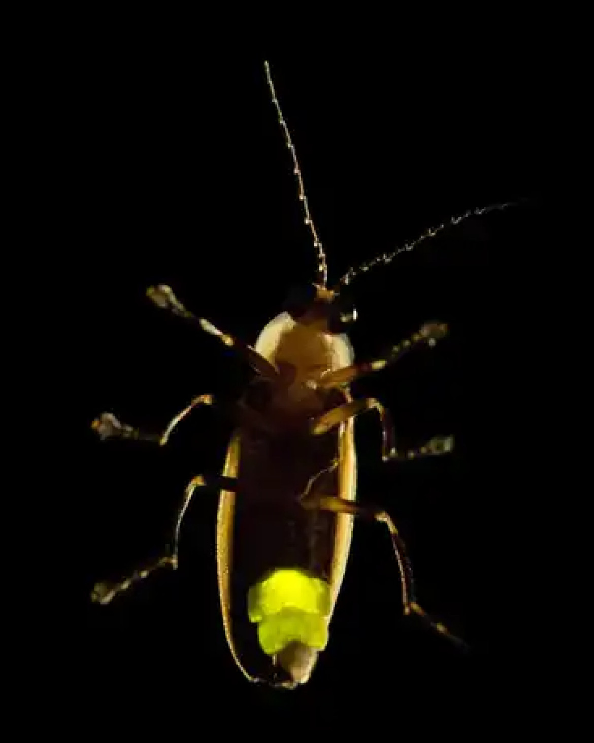 Una especie de luciérnaga bioluminiscente, Photuris quadrifulgens, fotografiada en el río Holston, Tennessee. Fuente: National Geographic