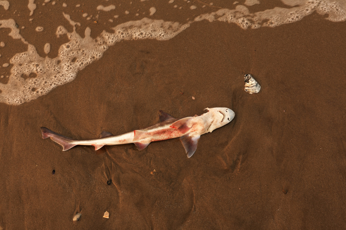 Un tiburón cazón muerto yace en la playa de Lido, Nueva York. La contaminación del aire llega al agua. Foto: Reuters