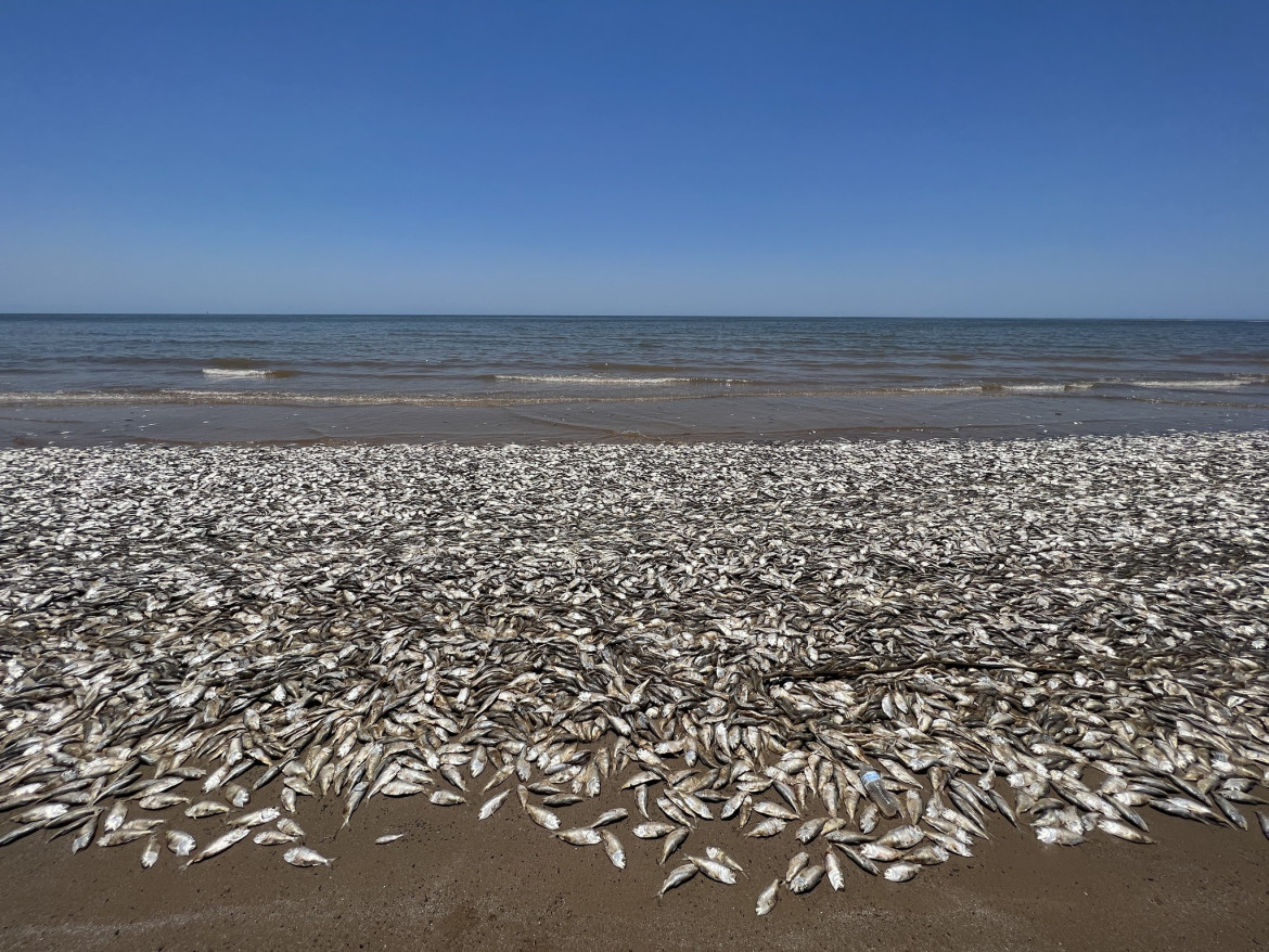 La playa cubierta por muchos peces muertos. Foto: Twitter/AlertaMundial2.