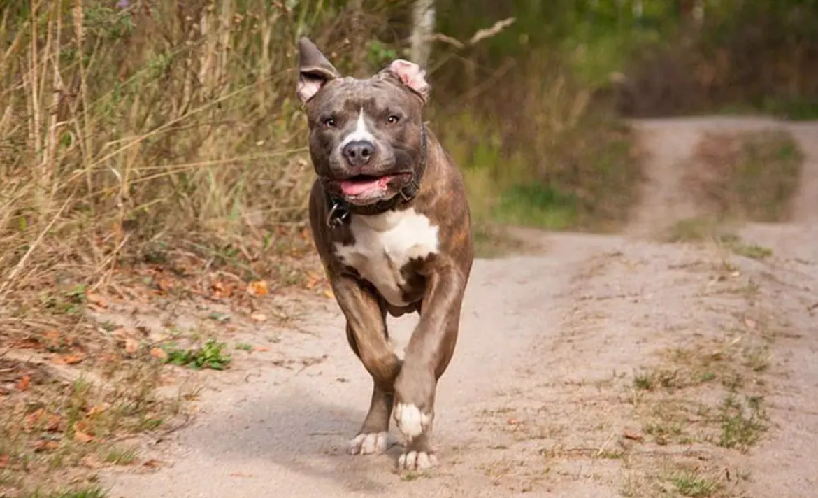 Perro pitbull, animal. Foto: Reuters