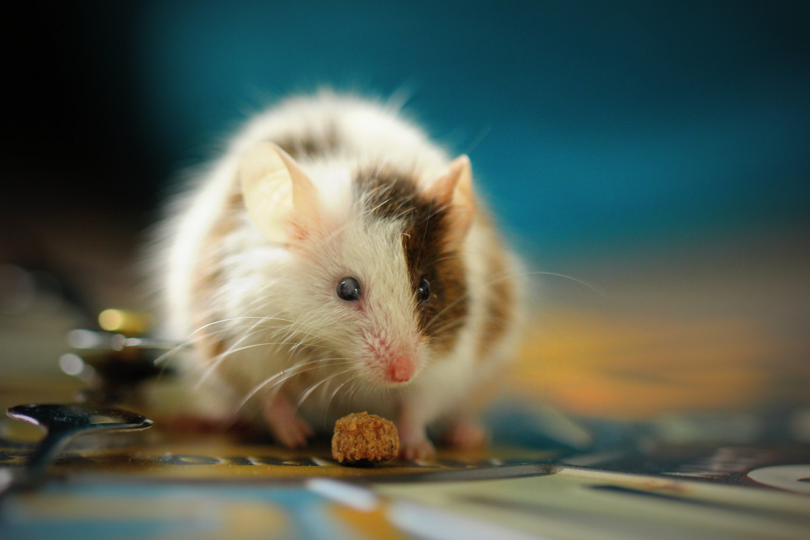Para el estudio se realizaron pruebas en ratones ancianos. Foto: Unsplash