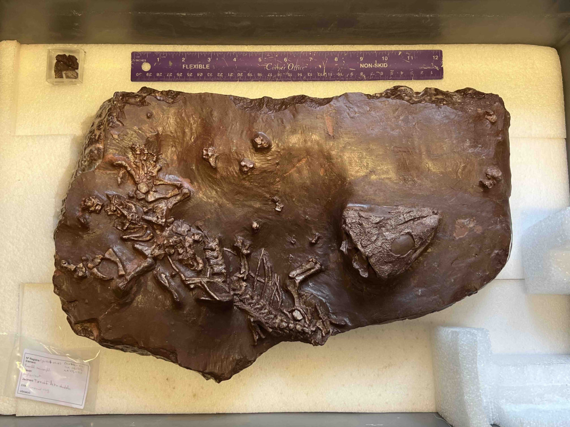 Fósil de más de 270 millones de años encontrado en Mallorca. Foto: Twitter @Synapsida