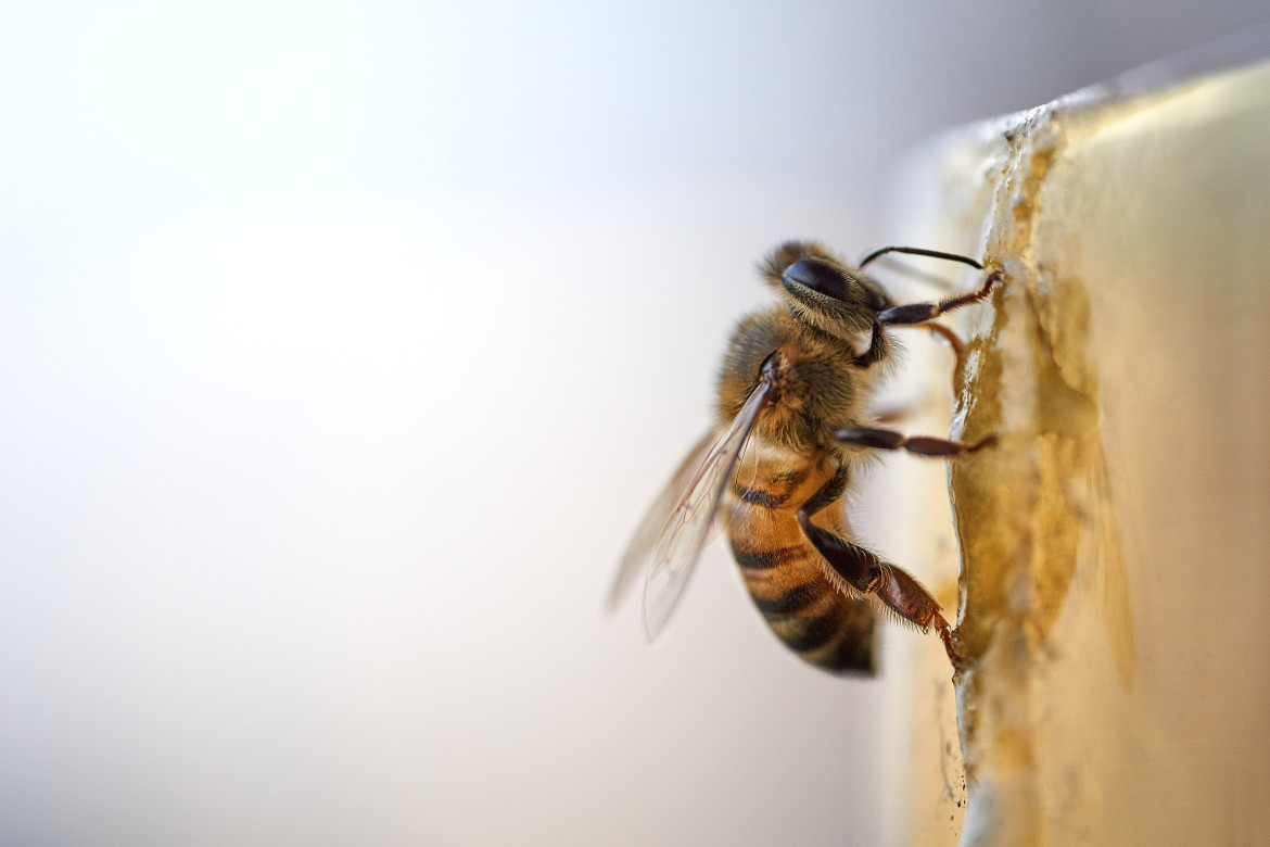 Dentro de un panal abundan tres tipos de abejas. Foto: Unsplash.
