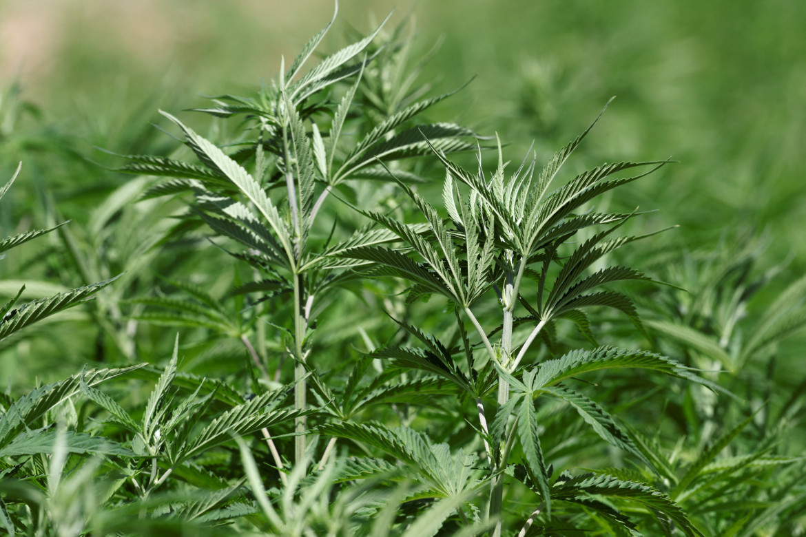 Planta de cannabis. Foto: Reuters.