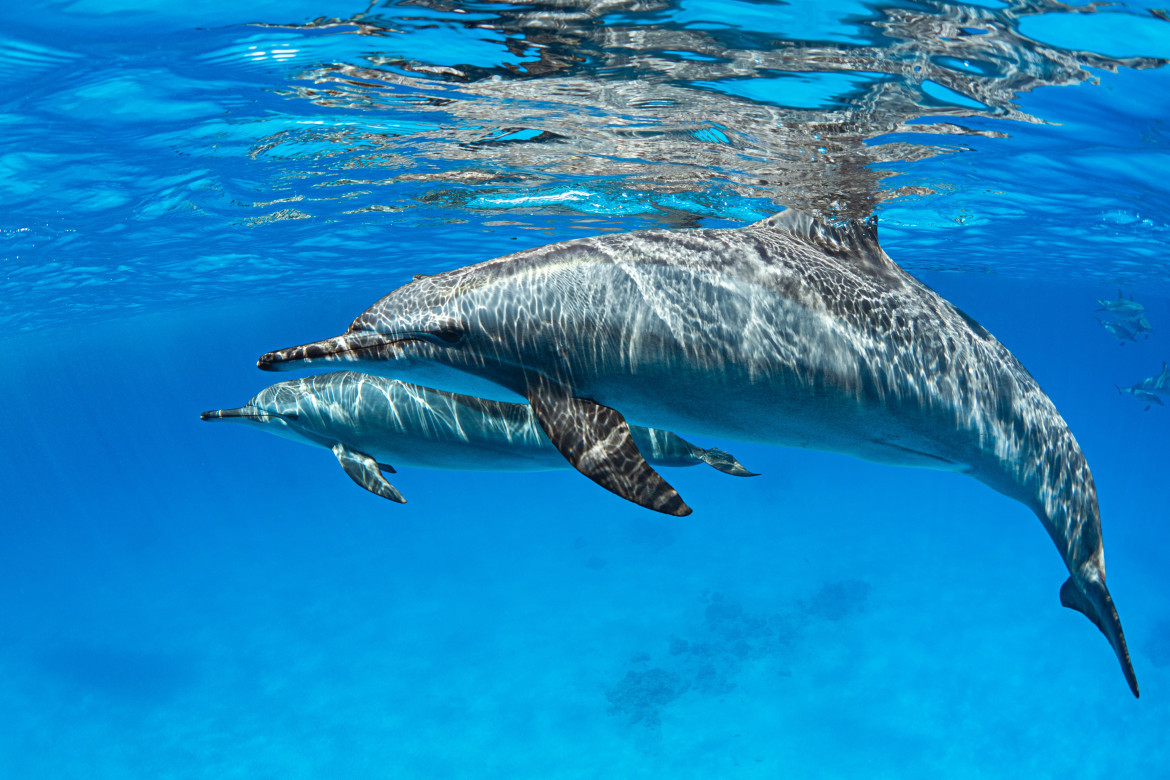 Delfines. Foto: Unsplash.