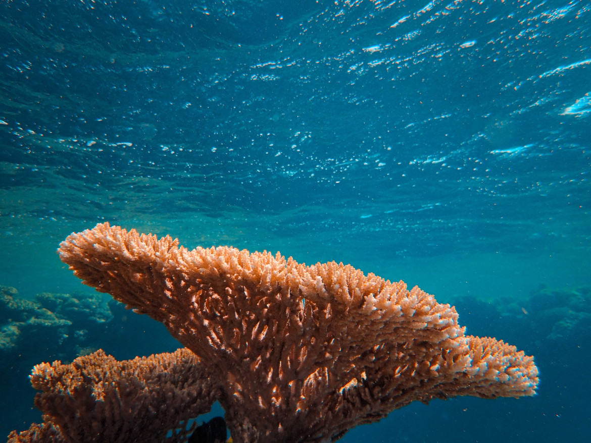 Corales. Foto: Unsplash.