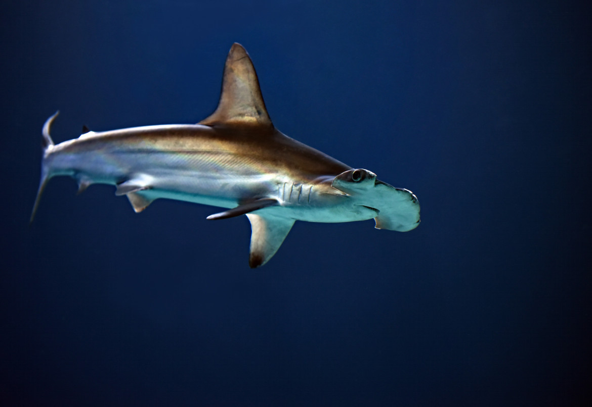 Tiburón martillo. Foto: Unsplash.