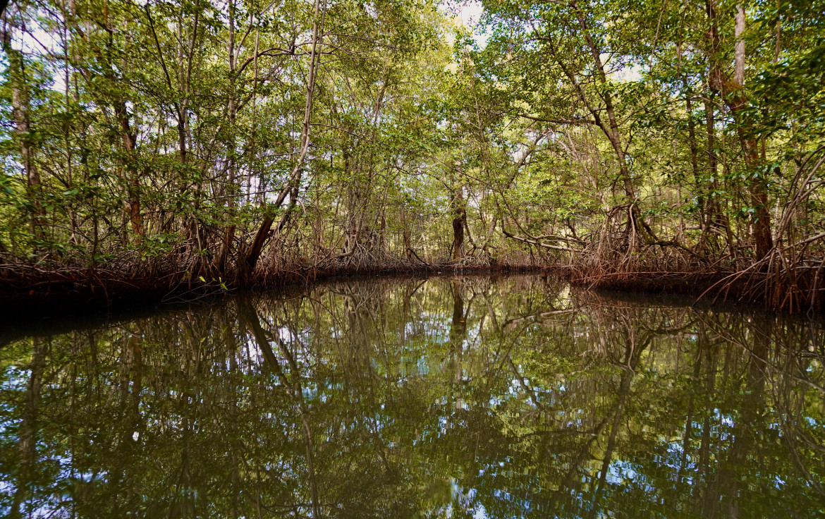 Los manglares funcionan como una barrera natural contra lluvias. Foto: Unsplash