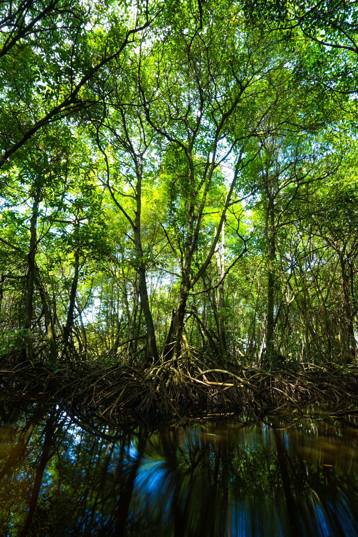 Los manglares pueden medir hasta 30 metros de altura. Foto: Unsplash
