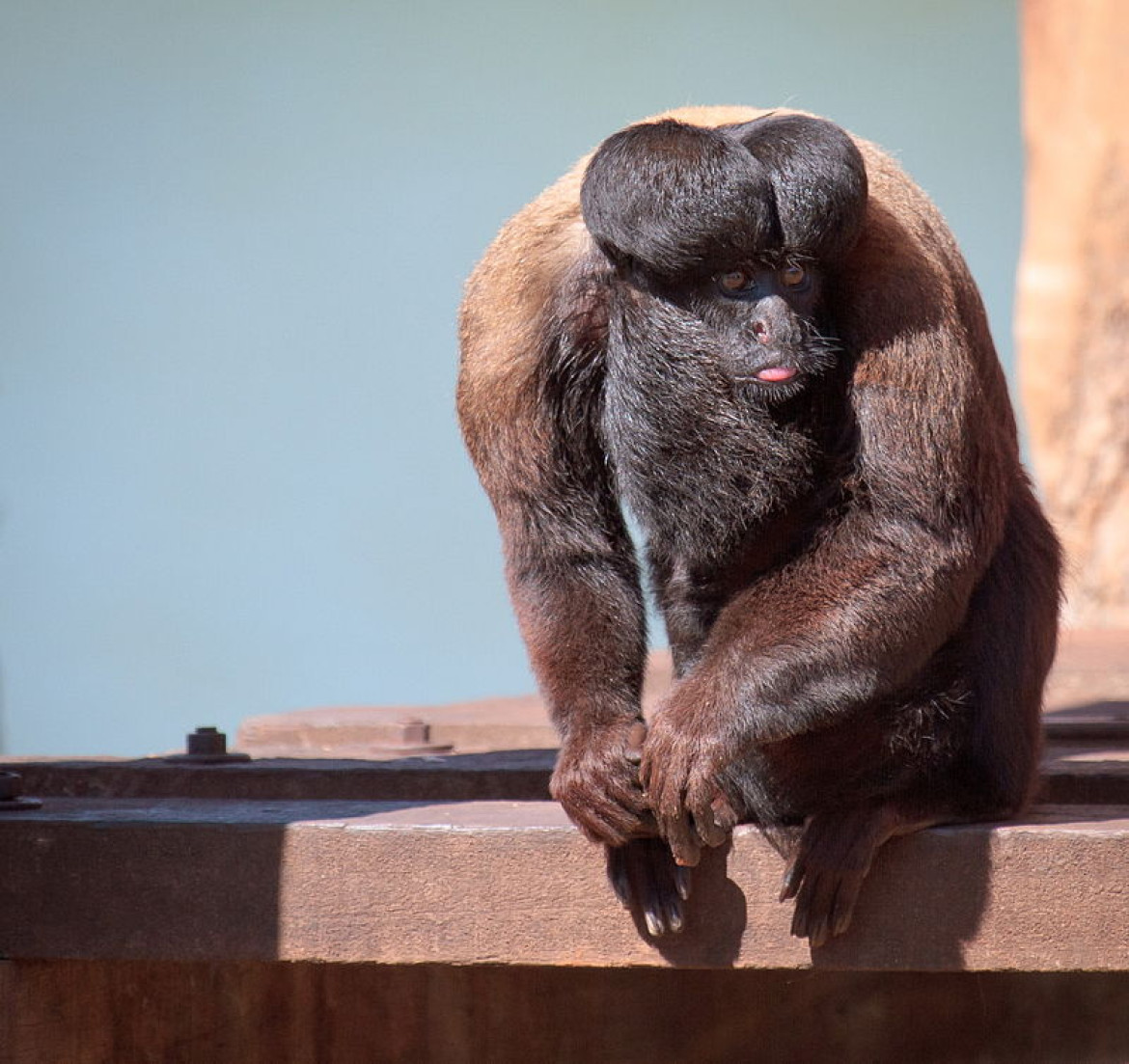 Mono saki barbudo del amazonas, en peligro de extinción. Foto Twitter @PalinaL_.