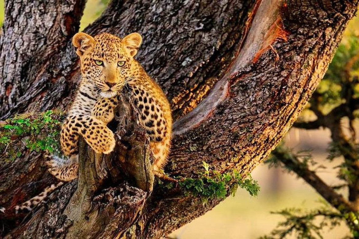 Leopardo. Foto Twitter @Openmente2.