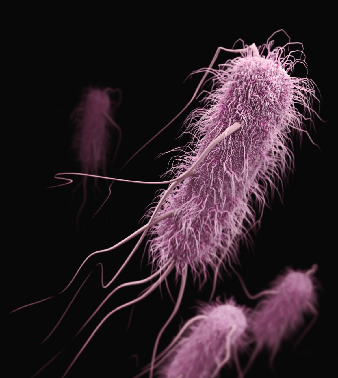 Pueden pasar más de 3 días desde el momento en que la bacteria Escherichia coli infecta al organismo y se desarrollen los síntomas de síndrome urémico hemolítico. Foto Unsplash.
