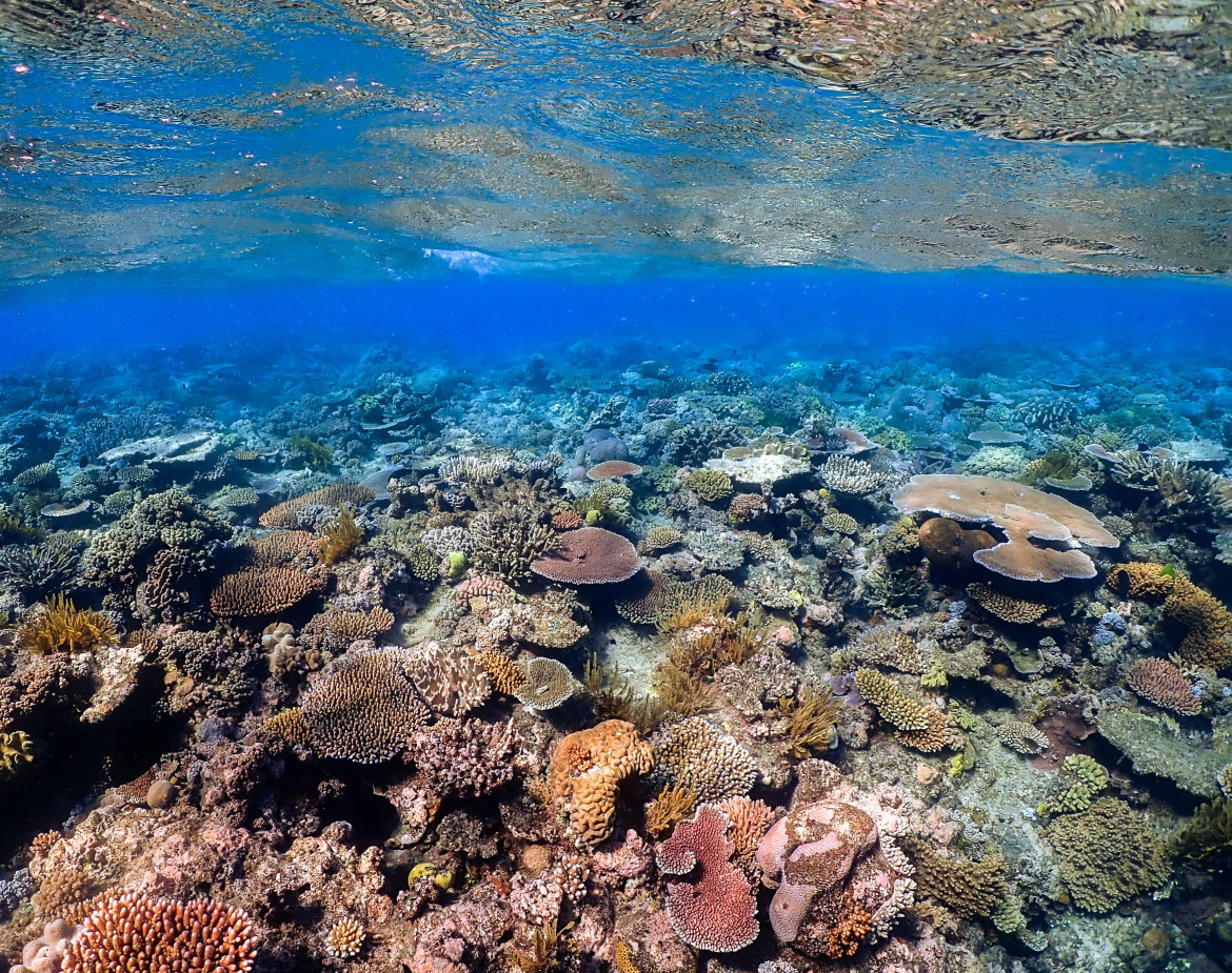Gran Barrera de Coral. Foto: Unsplash.