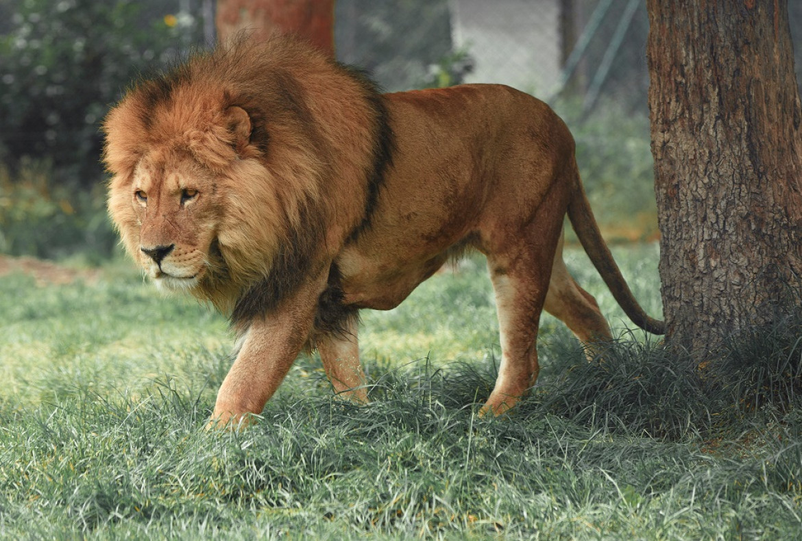 El rugido del león tiene un gran alcance: puede ser escuchado hasta a 9 kilómetros de distancia. Foto: Unsplash.