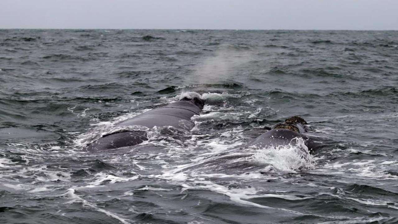 Ballenas en Río Negro. Foto: Télam.