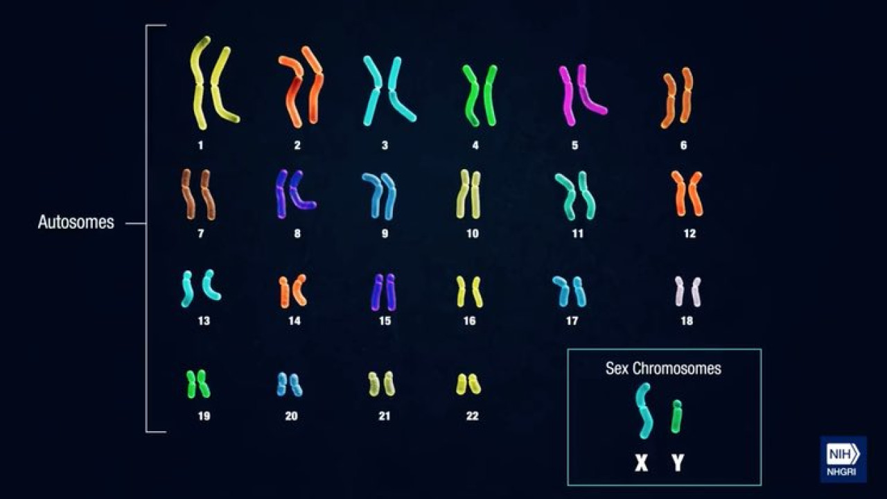 Cromosoma Y. Foto, Twitter: @Cultura_Curius