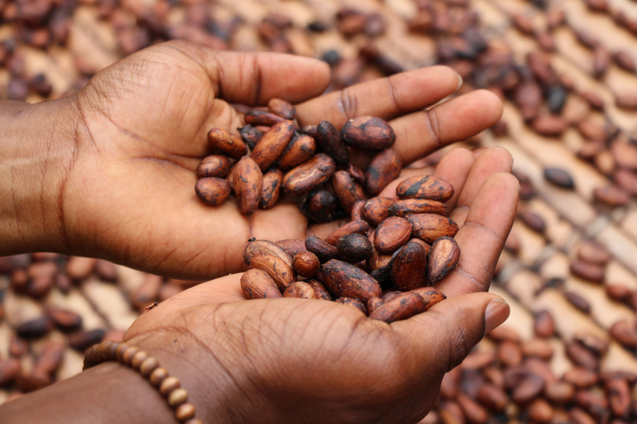 Un nuevo impulso en Madagascar, donde se produce el mejor cacao, pretende hacer más sostenible la producción de chocolate. Foto: Unsplash.