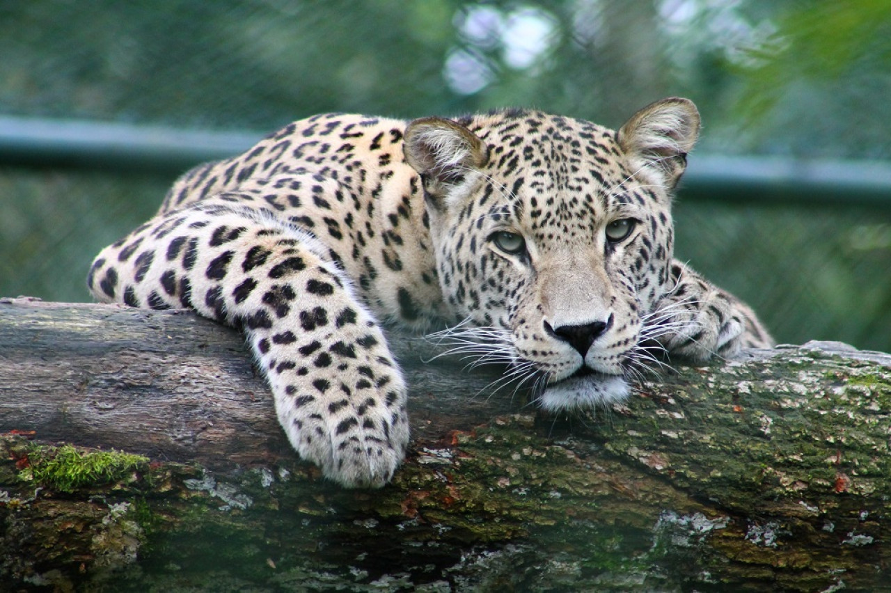Leopardo. Foto: Unsplash.
