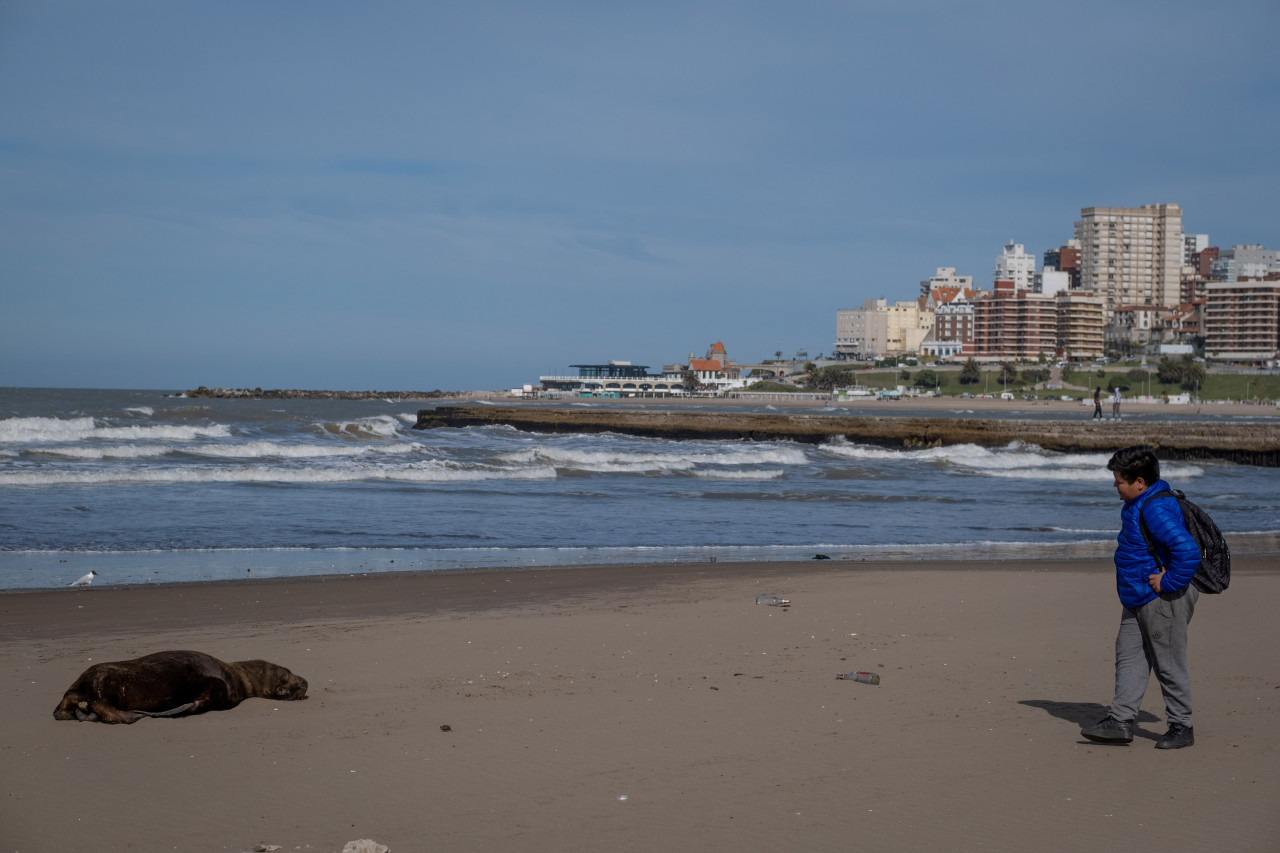 Lobos Marinos Mar del Plata. Foto: Telam