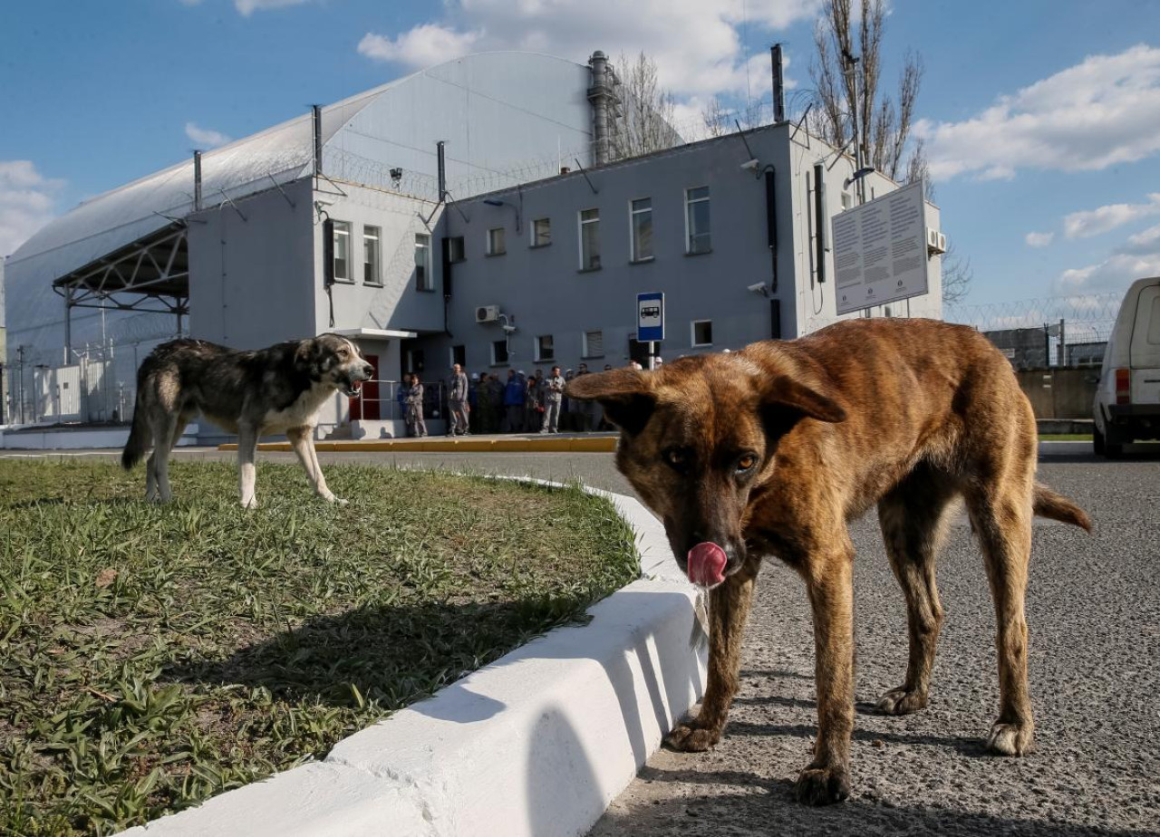 Perros en Chernobyl. Foto: Reuters