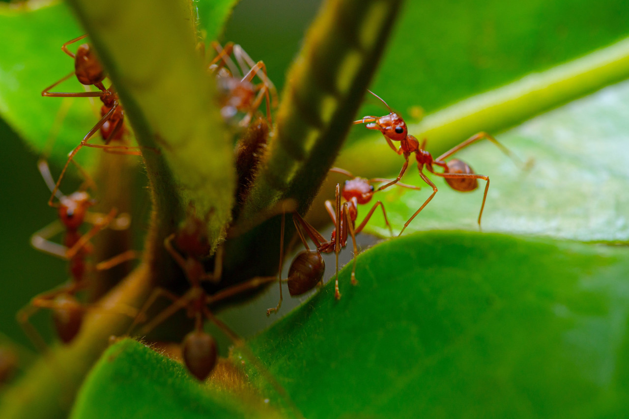 Las hormigas coloradas también son conocidas como "hormiga de fuego" o "roja". Foto: Unsplash