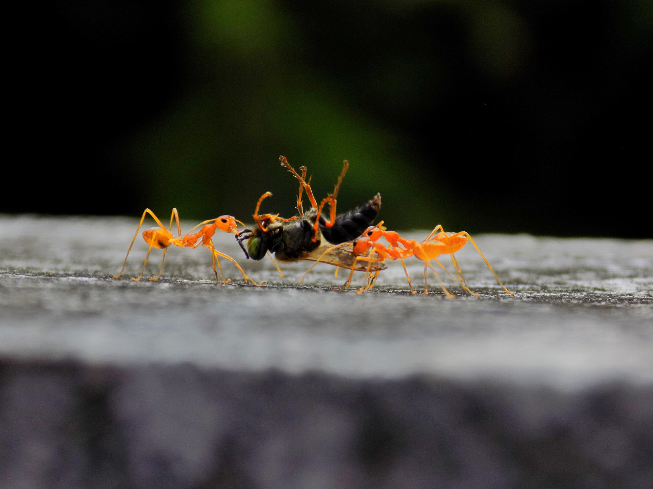 Estas hormigas, a causa del calentamiento global, migran hacía lugares más fríos. Foto: Unsplash