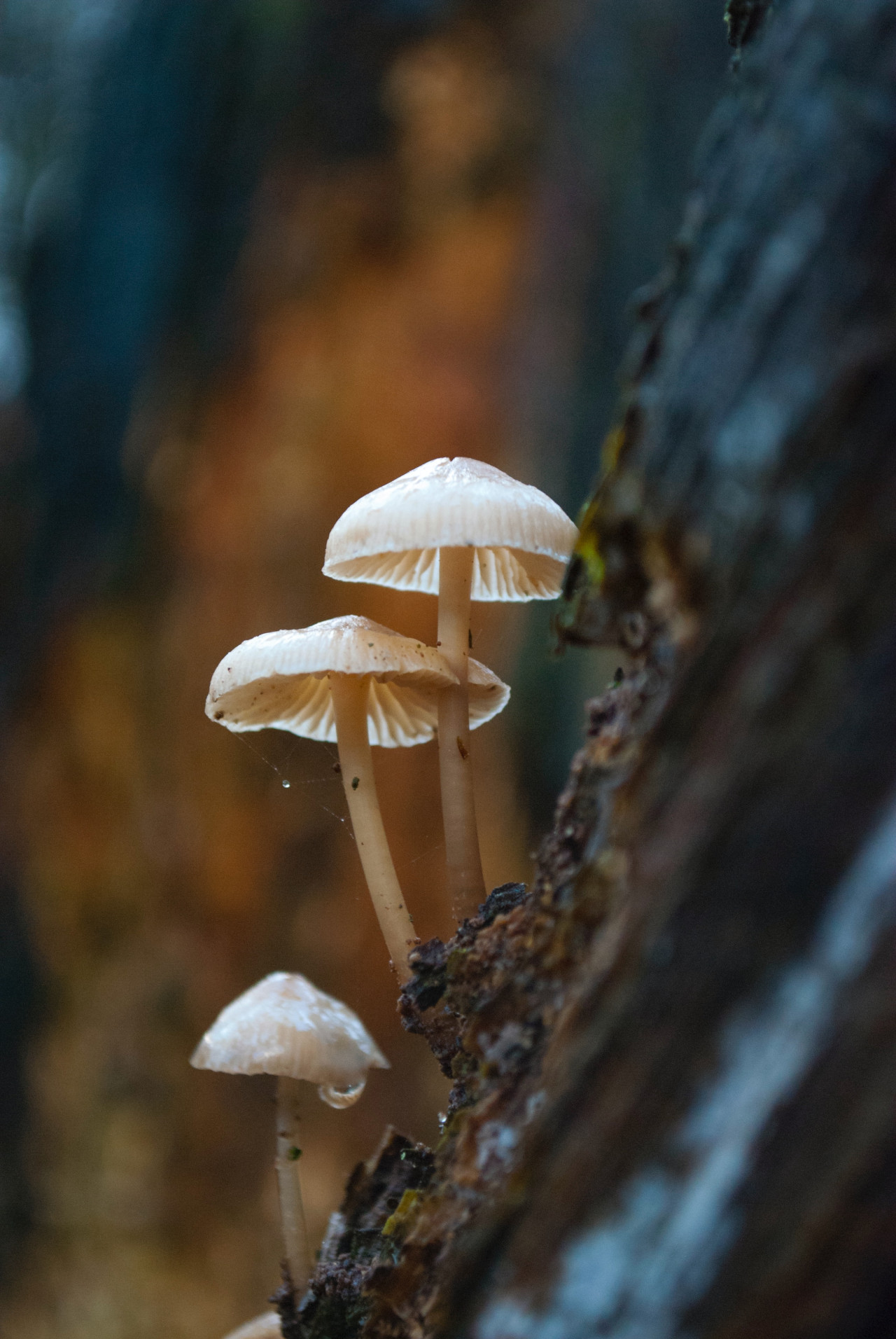 Los hongos letales pueden medir hasta 15 cm de alto. Unsplash.