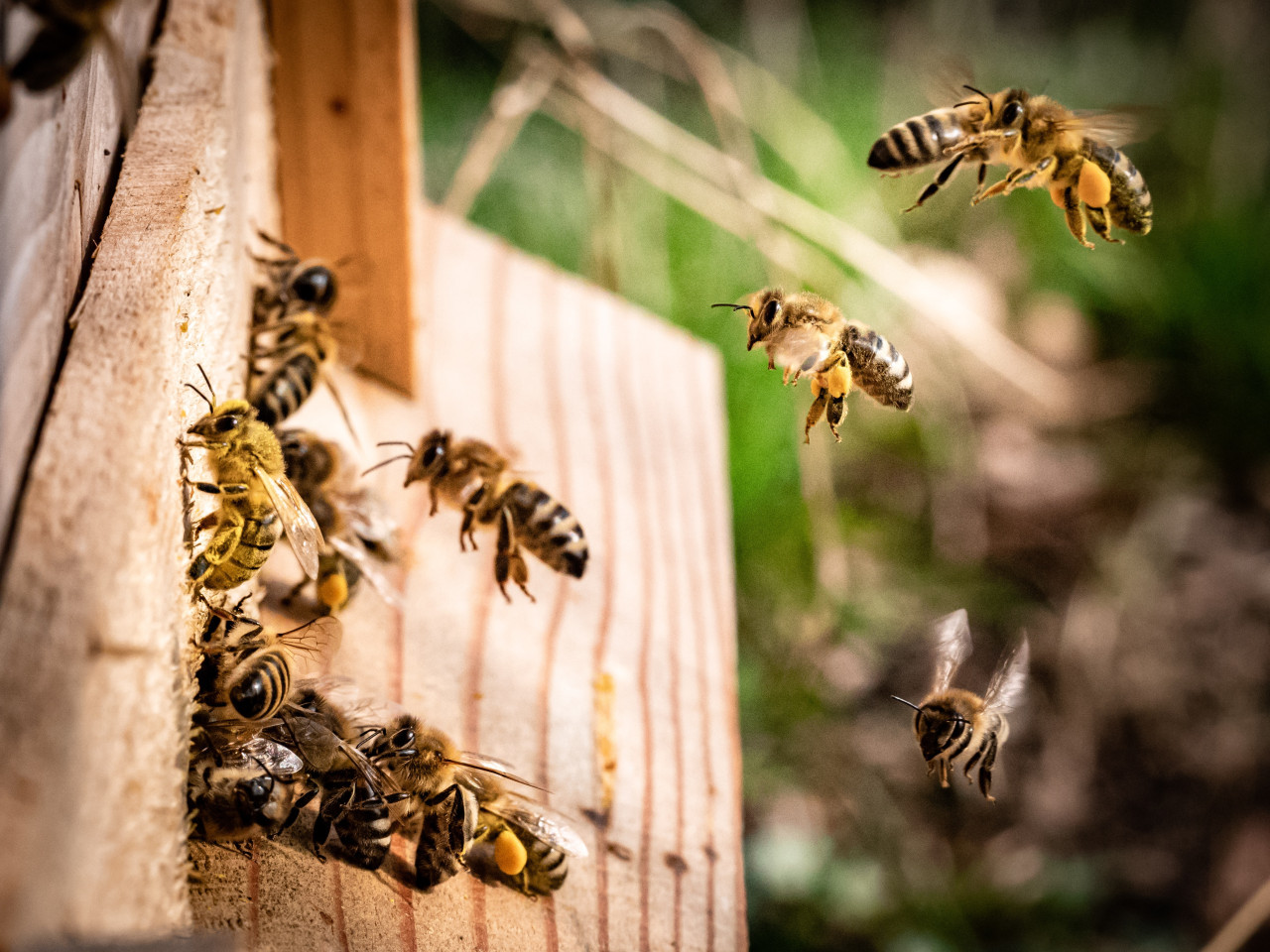 Las abejas proporcionan alimentos de alta calidad. Unsplash.