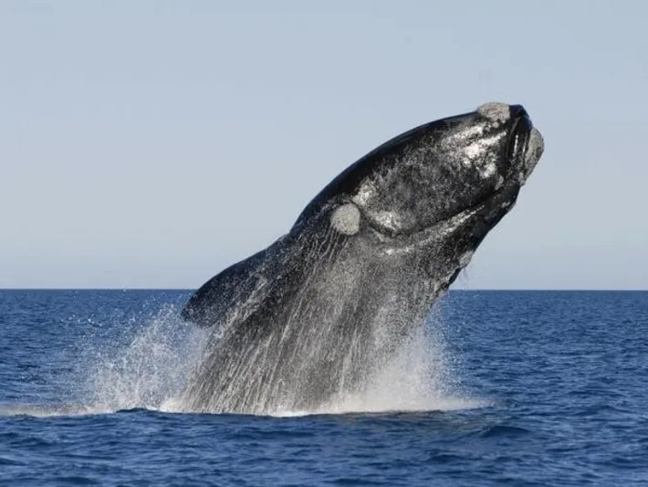 Una ballena franca austral en la Península Valdés, Argentina. Foto: National Geographic.
