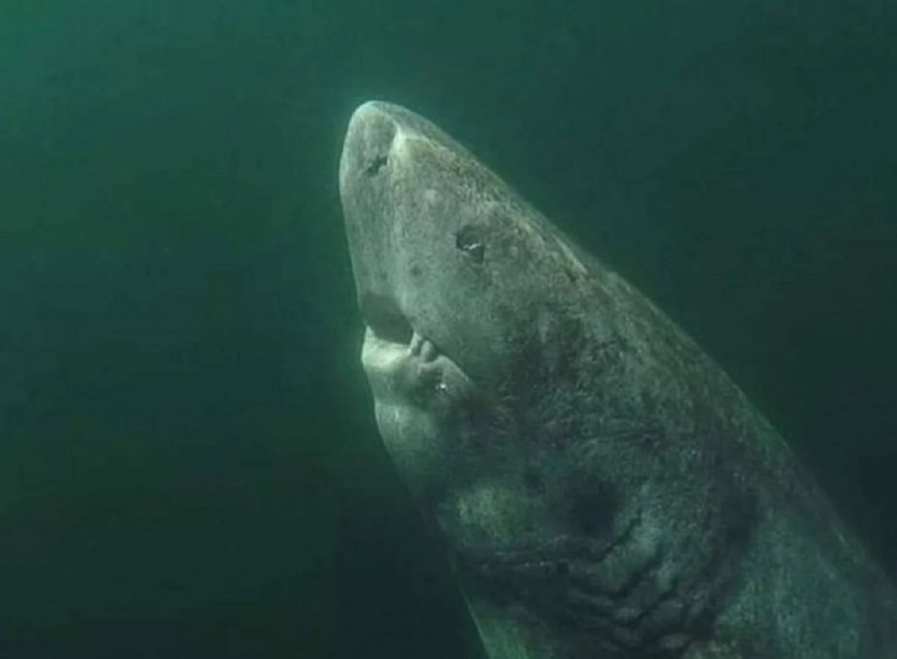 El tiburón más viejo del mundo. Foto: NA.