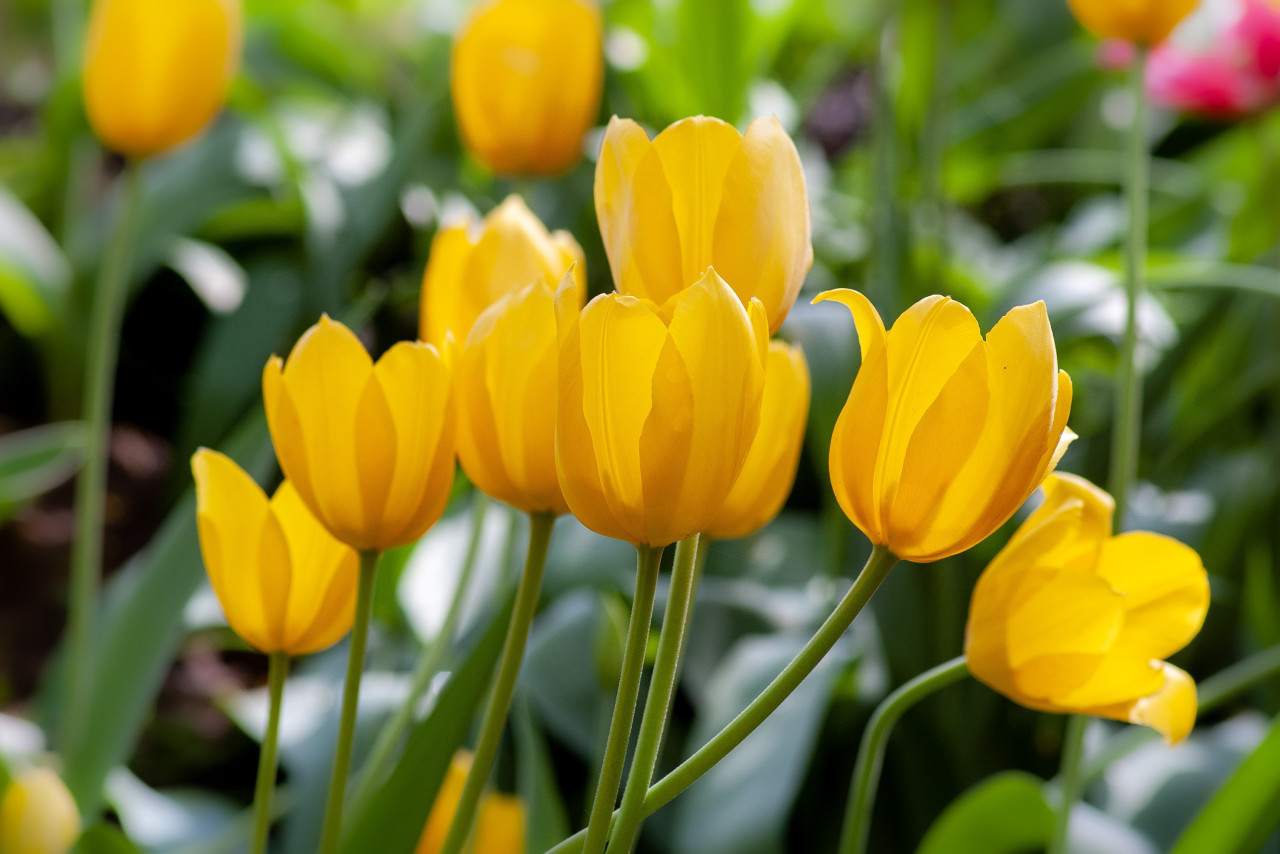 Tulipanes Amarillos. Foto: Unsplash
