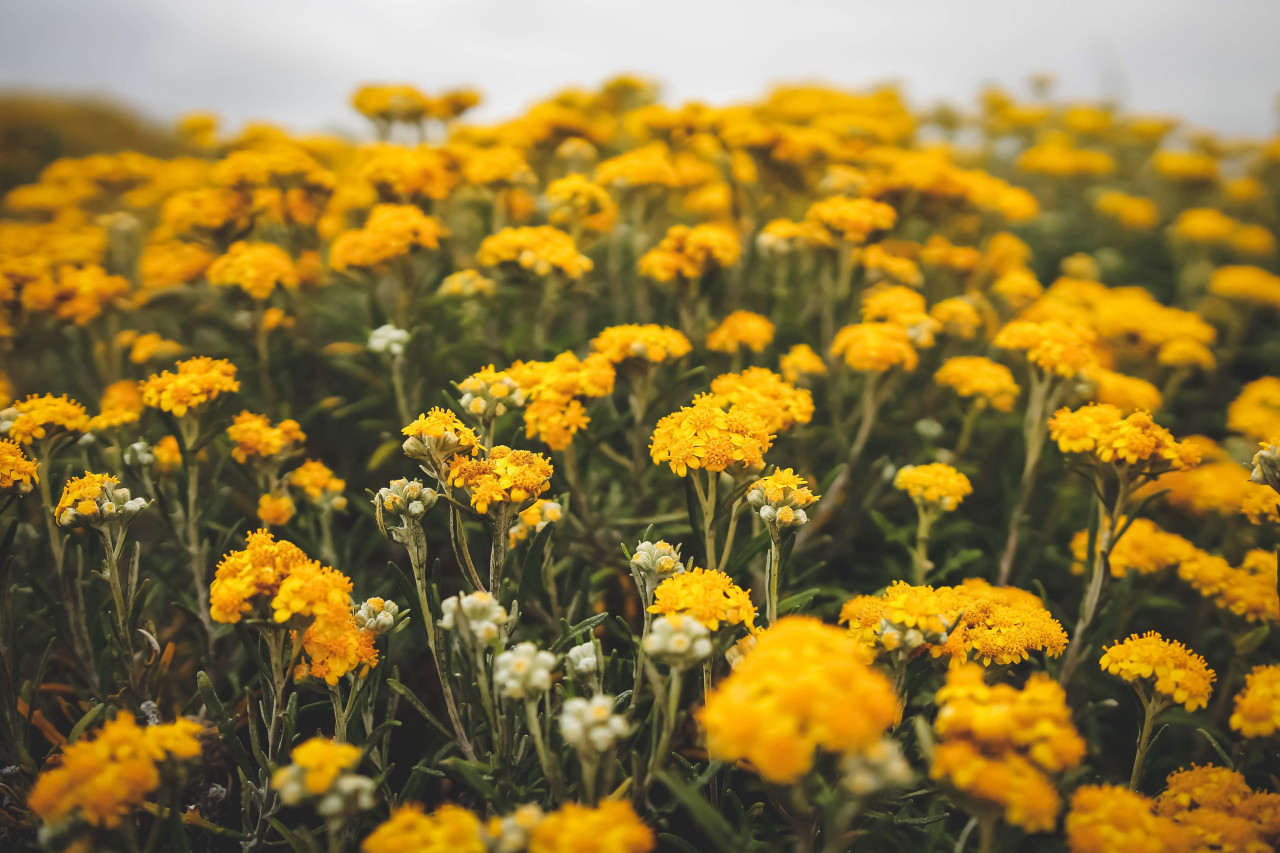 Flores Amarillas. Foto: Unsplash